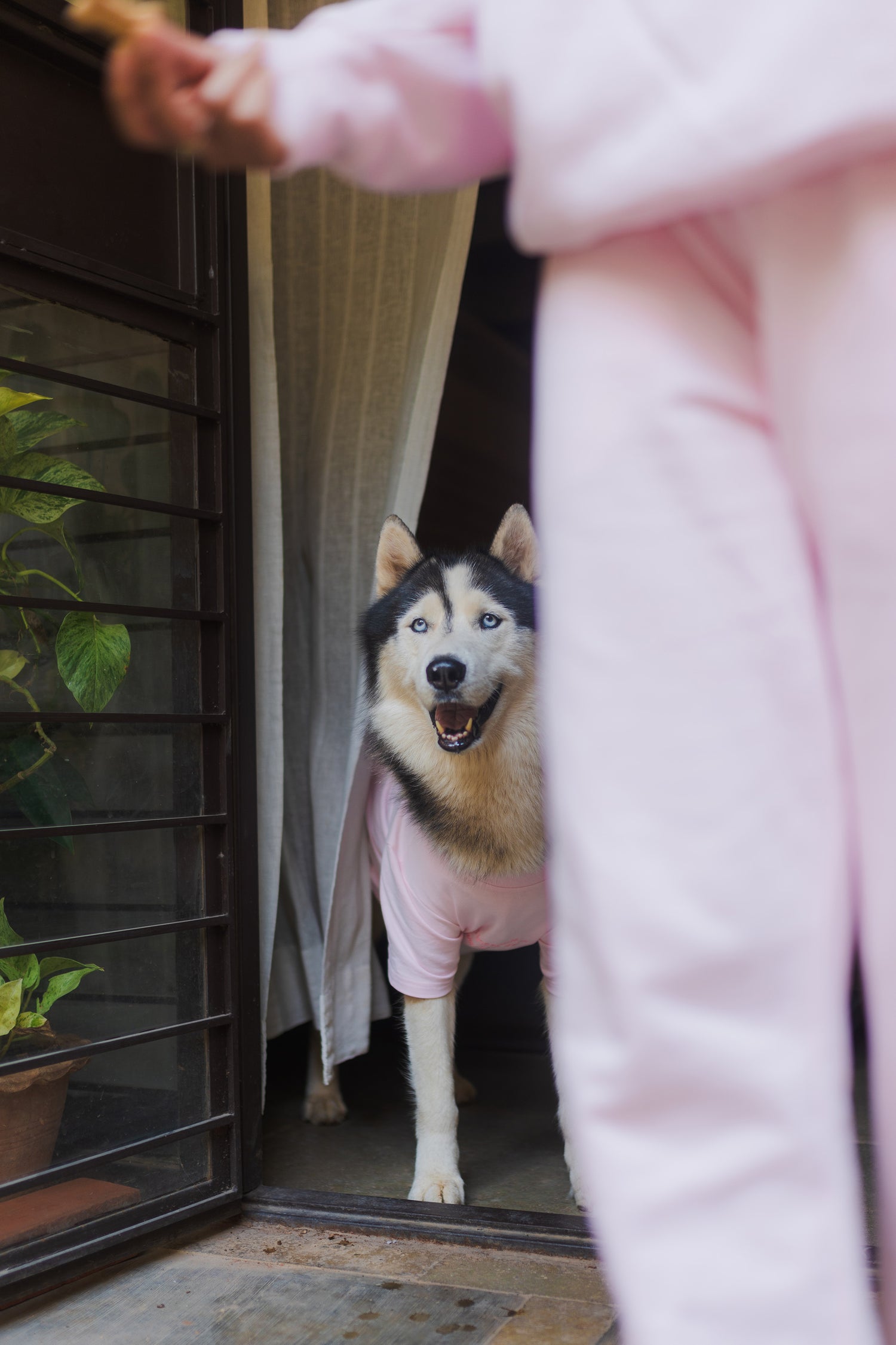 Ultra-Soft Pet T-shirt